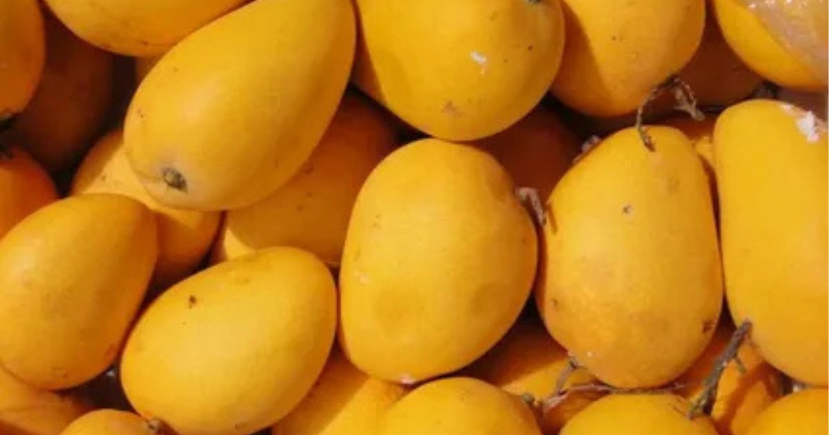 Buy Export Quality Chaunsa Mango