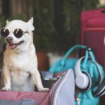 front pet carrier for small dogs