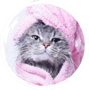 Pet Grooming  san diego
