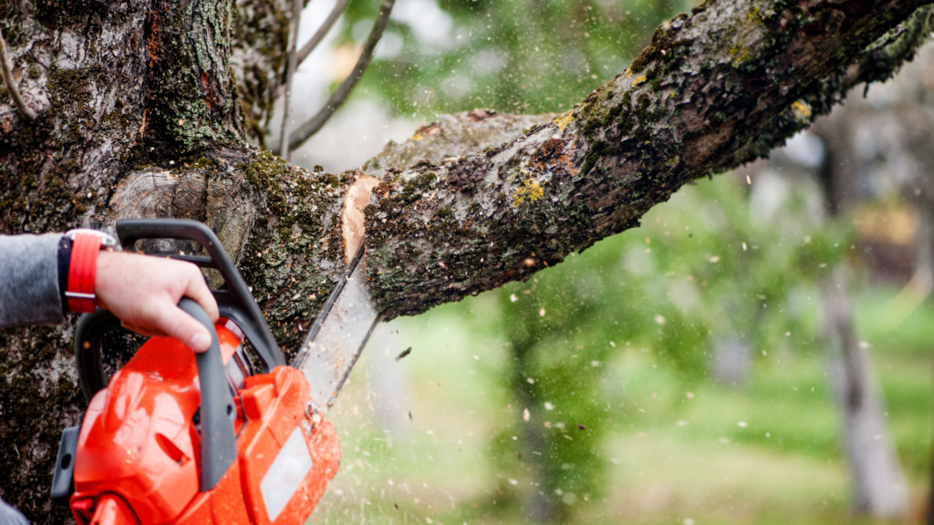 Seasonal Tree Care Tips for Manhattan Residents