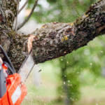 Seasonal Tree Care Tips for Manhattan Residents